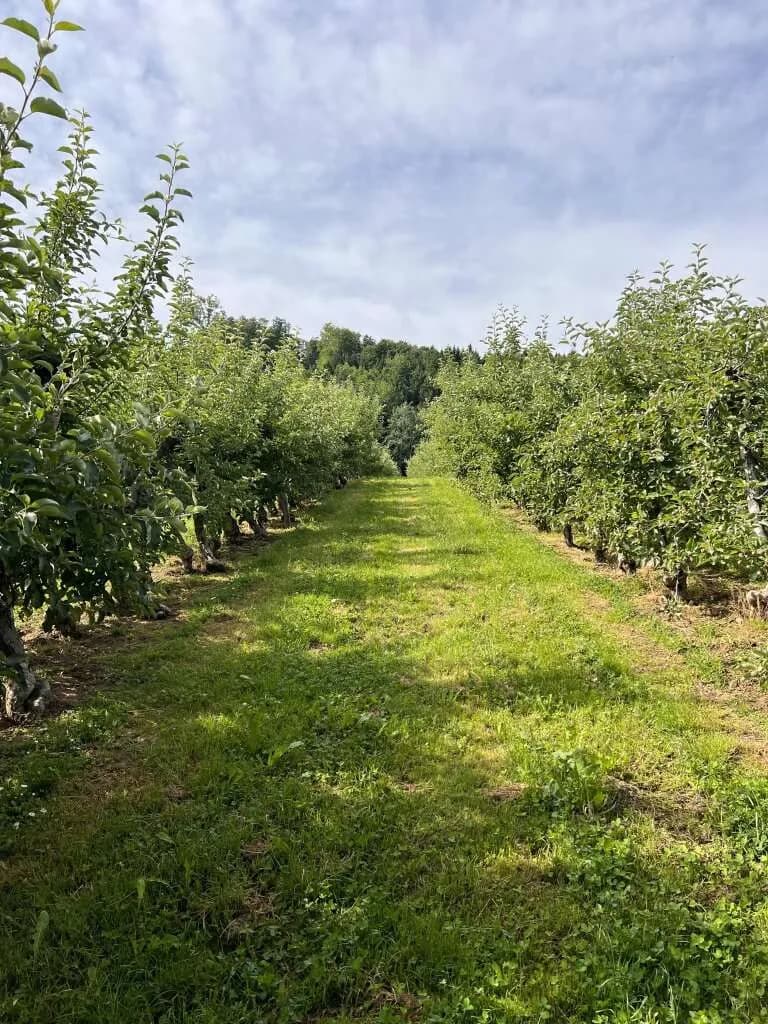 Immobilie kaufen in Hartberg-Fürstenfeld – 12 892 m², € 85.000 – Bild 7 von 15