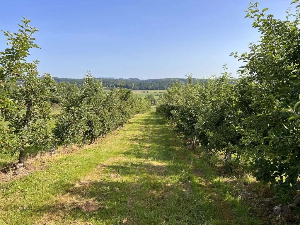 Immobilie kaufen in Hartberg-Fürstenfeld – 12 892 m², € 85.000 – Bild 10 von 15