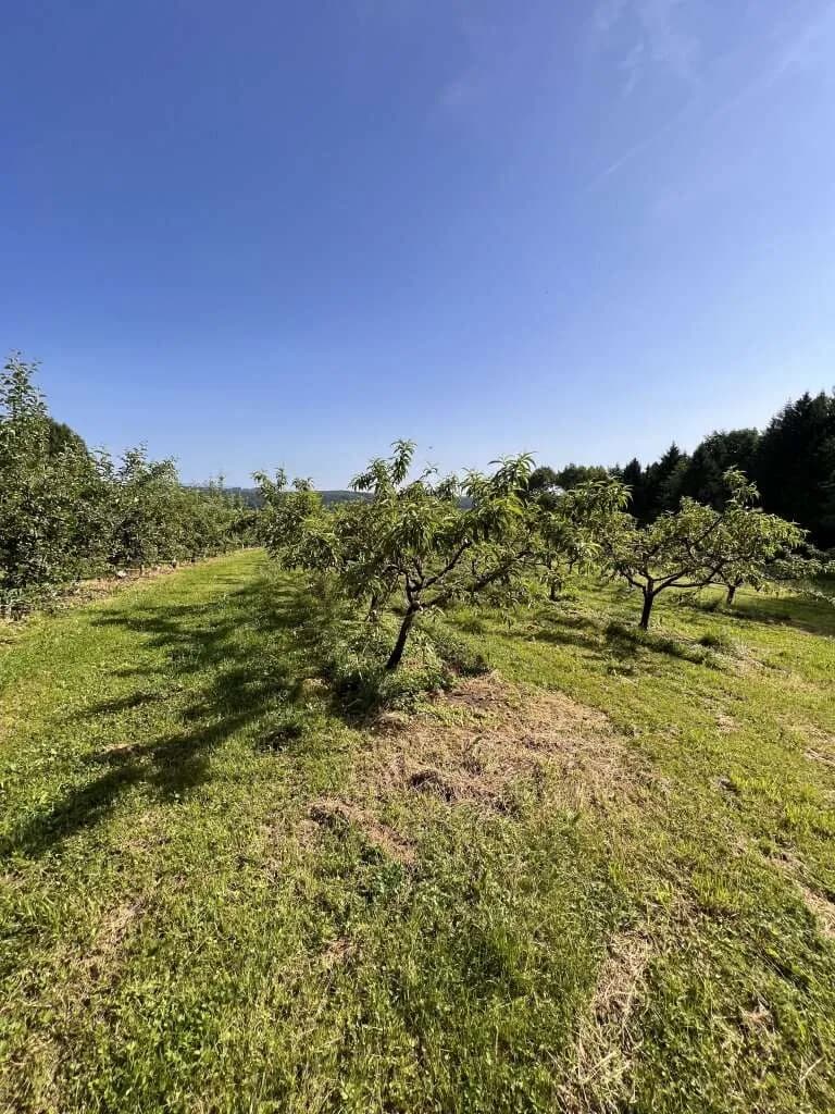 Immobilie kaufen in Hartberg-Fürstenfeld – 12 892 m², € 85.000 – Bild 11 von 15