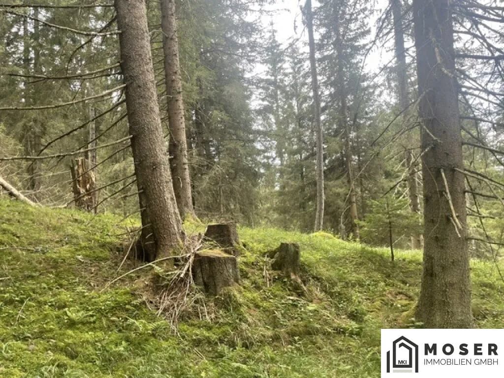 Immobilie kaufen in Murau – Bild 14 von 39