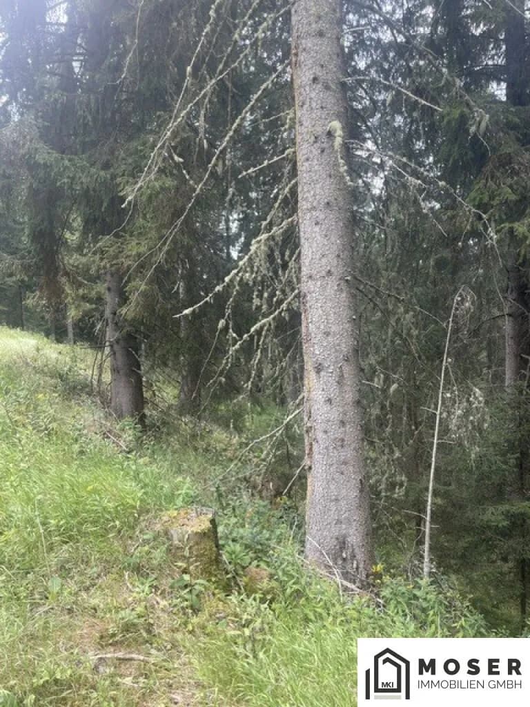 Immobilie kaufen in Murau – Bild 21 von 39