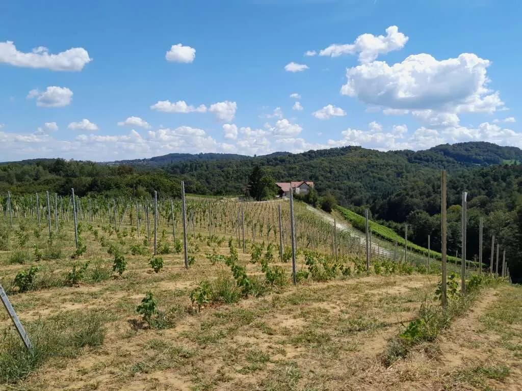 Immobilie kaufen in Leibnitz – 23 696 m² – Bild 4 von 4