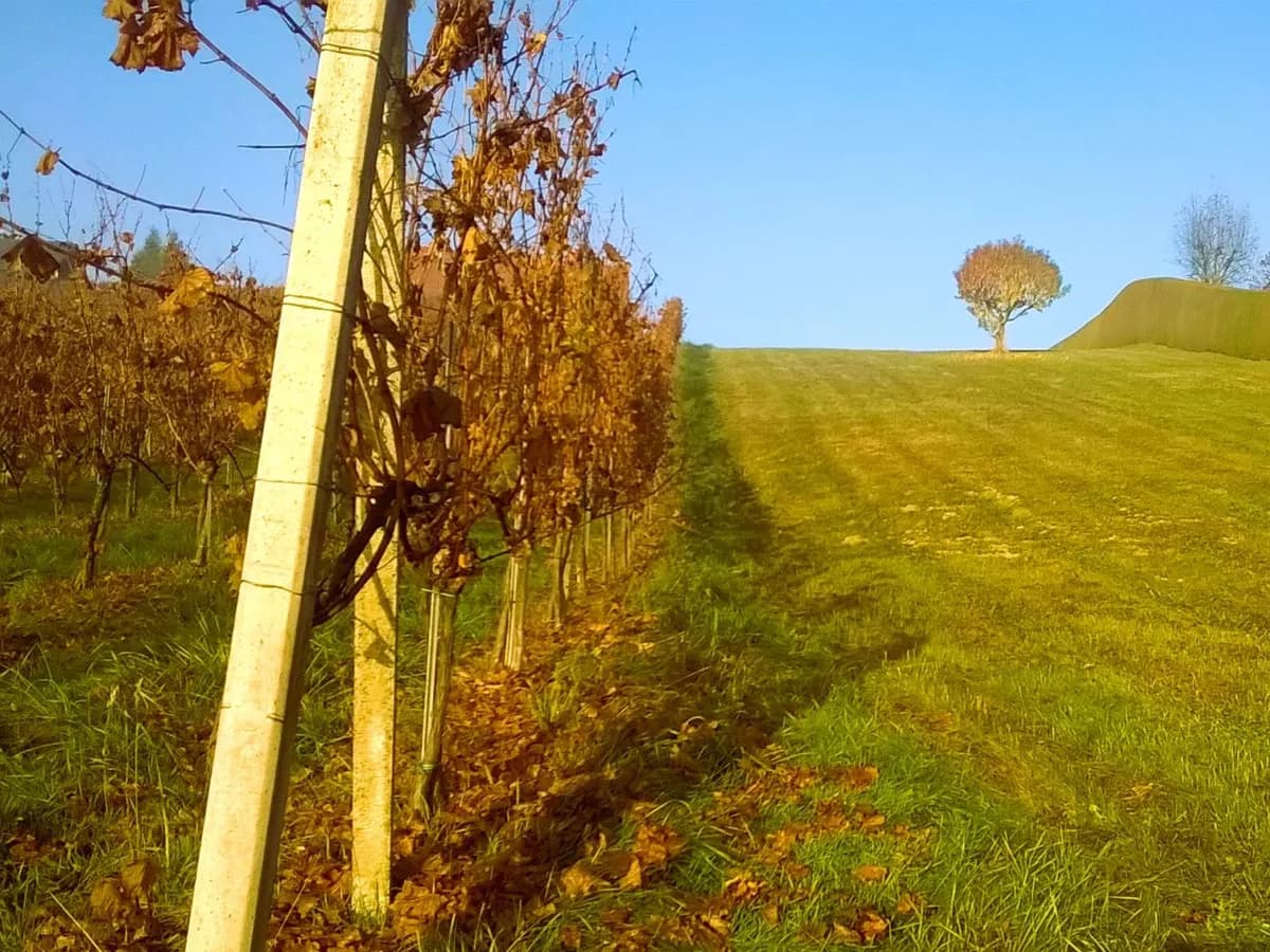 Grundstück kaufen in Südoststeiermark – 1 444 m², € 95.000 – Bild 8 von 16