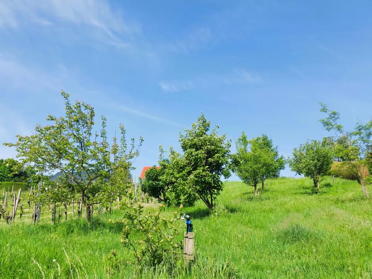 Grundstück kaufen in Südoststeiermark – 1 444 m², € 95.000 – Bild 12 von 16