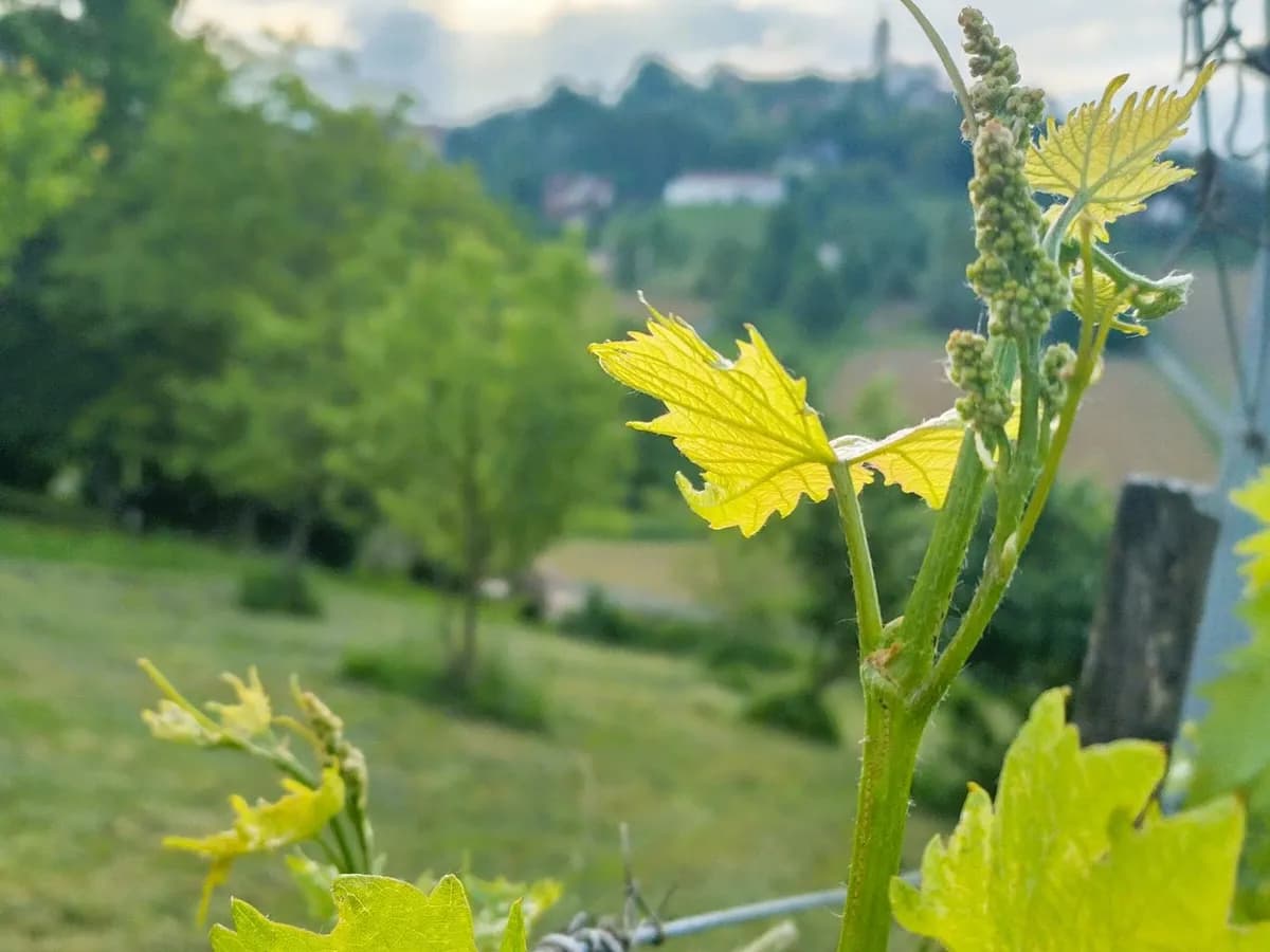 Grundstück kaufen in Südoststeiermark – 1 444 m², € 95.000 – Bild 14 von 16