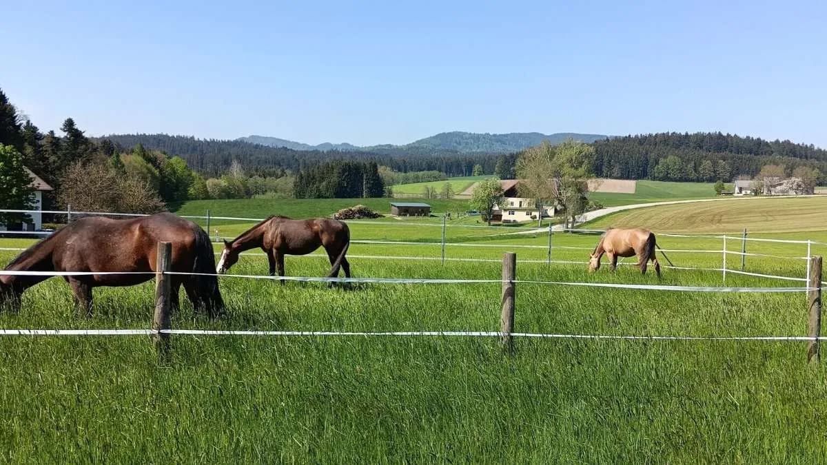 Grundstück kaufen in Vöcklabruck – 3 403 m² – Bild 9 von 9