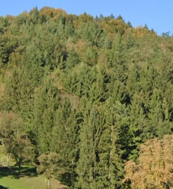 Grundstück kaufen in Scheibbs – 25 289 m², € 75.000