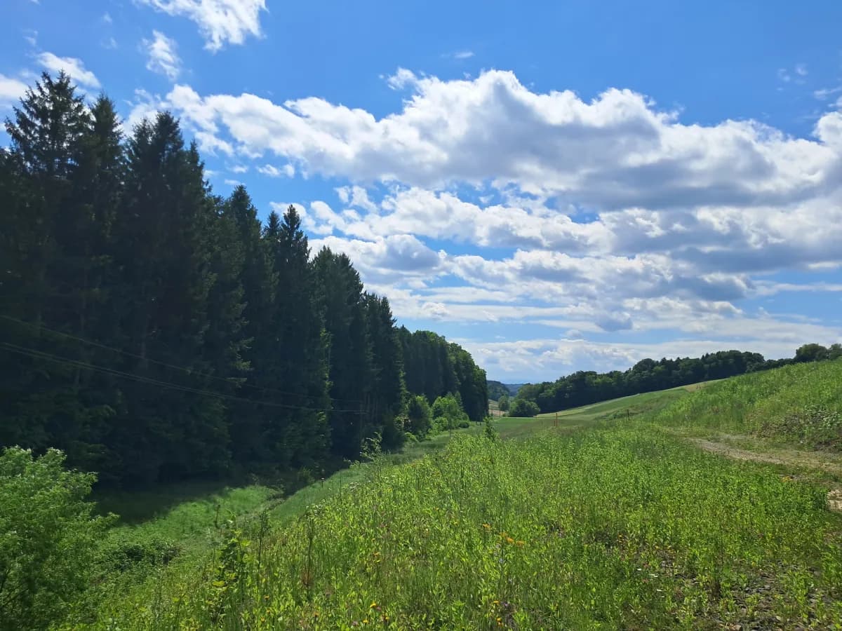 Grundstück kaufen in Südoststeiermark – 92 000 m², € 380.000 – Bild 5 von 6
