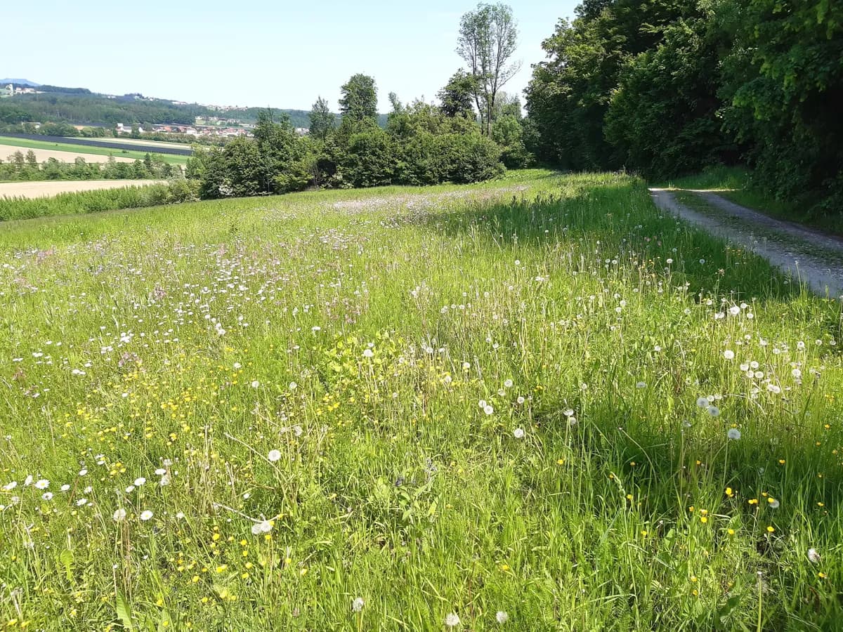Grundstück kaufen in Weiz – 1 310 m², € 115.000
