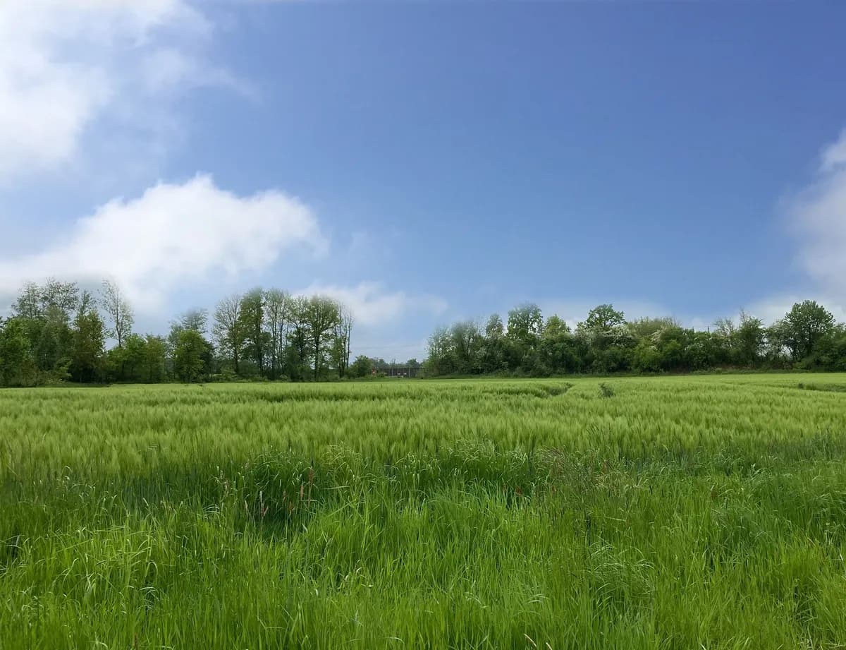 Grundstück kaufen in Schärding – 983 m², € 54.065