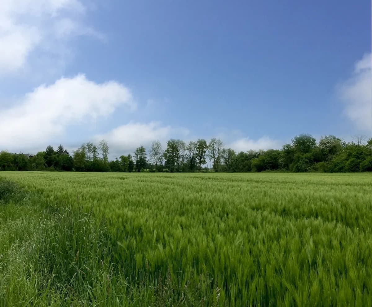 Grundstück kaufen in Schärding – 983 m², € 54.065 – Bild 2 von 3