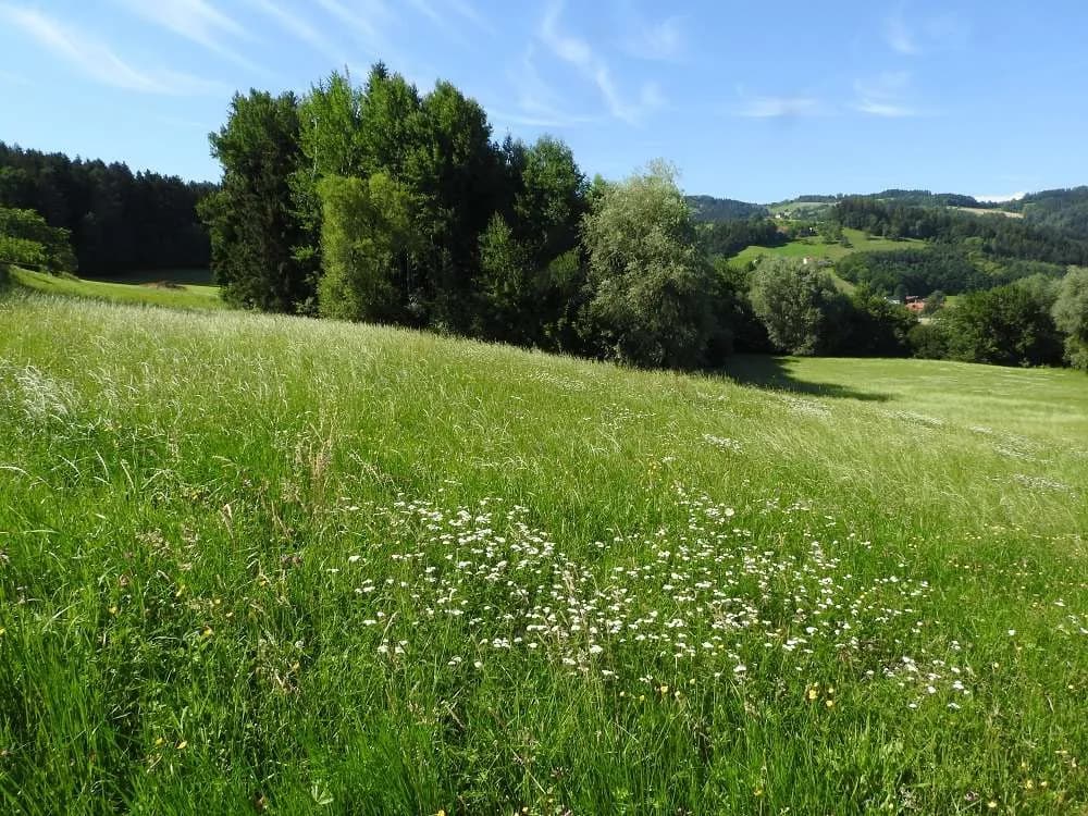 Grundstück kaufen in Wolfsberg – 16 000 m² – Bild 3 von 4