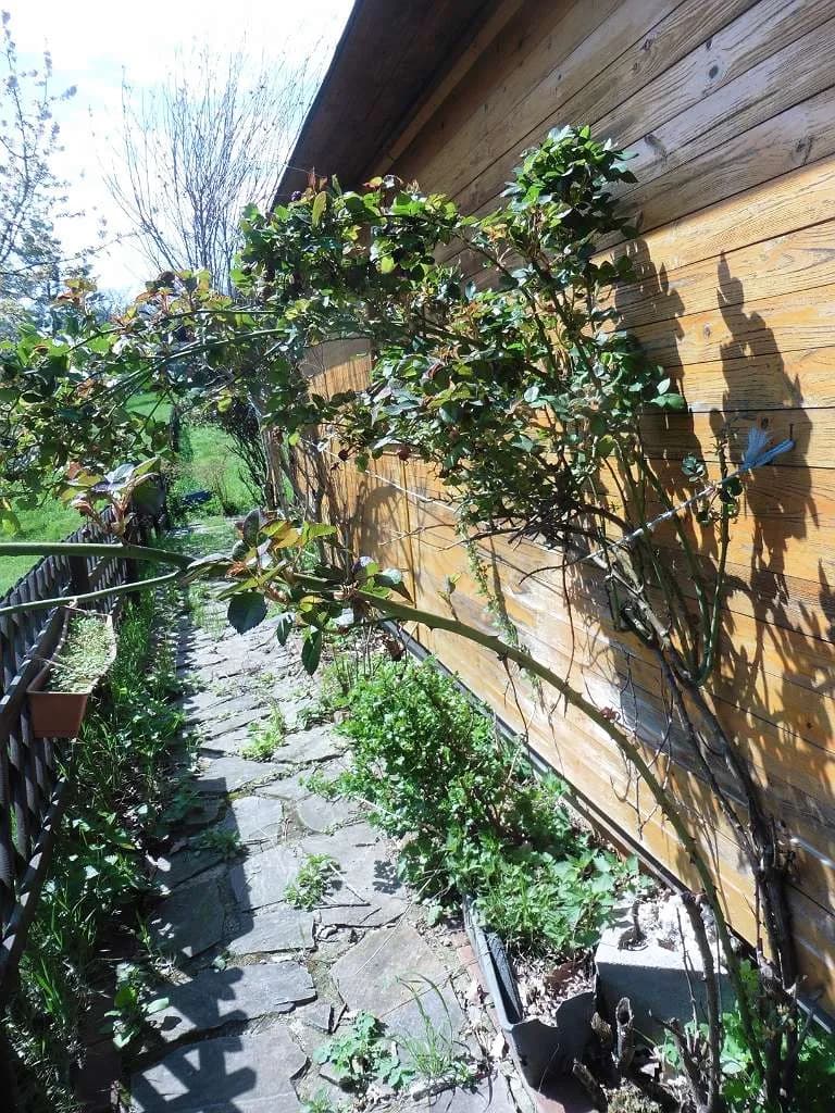 4-Zimmer-Haus mieten in Hollabrunn – 120 m², € 1.200 – Bild 9 von 10
