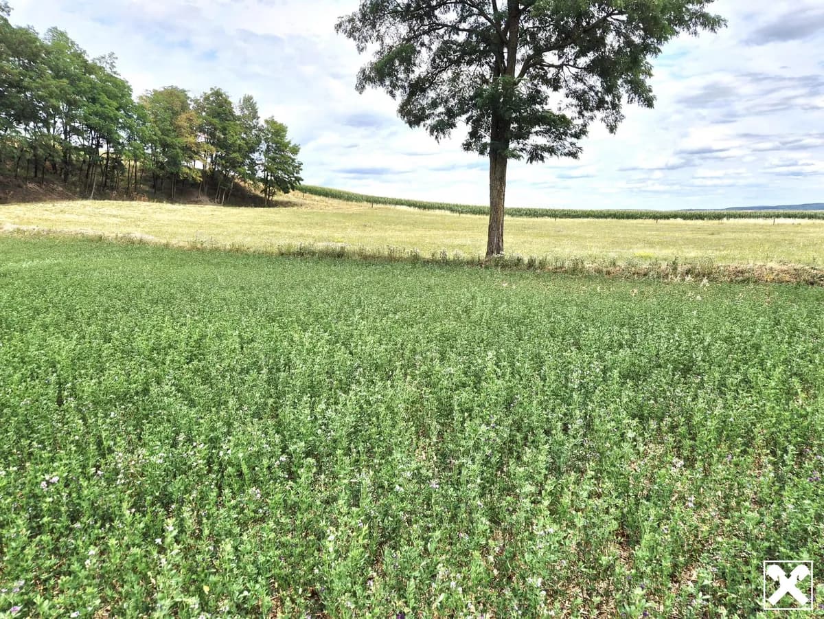 Immobilie mieten in Sankt Pölten Land – 9 472 m², € 1.250 – Bild 3 von 7