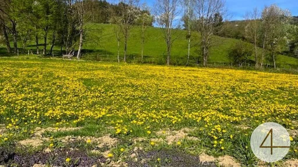 Grundstück kaufen in Scheibbs – 825 m², € 49.900
