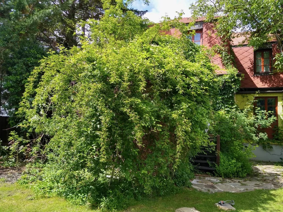 6-Zimmer-Haus mieten in Mödling – 200 m², € 2.980 – Bild 5 von 22