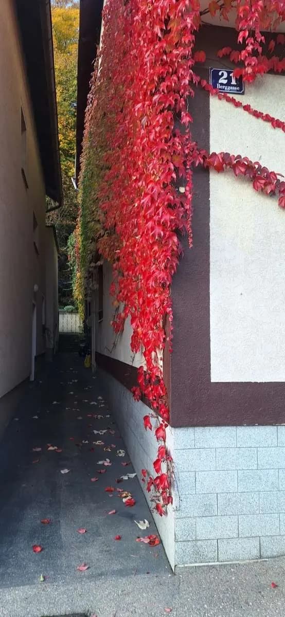 Gewerbeimmobilie kaufen in Eferding – 249 m², € 445.000 – Bild 3 von 28