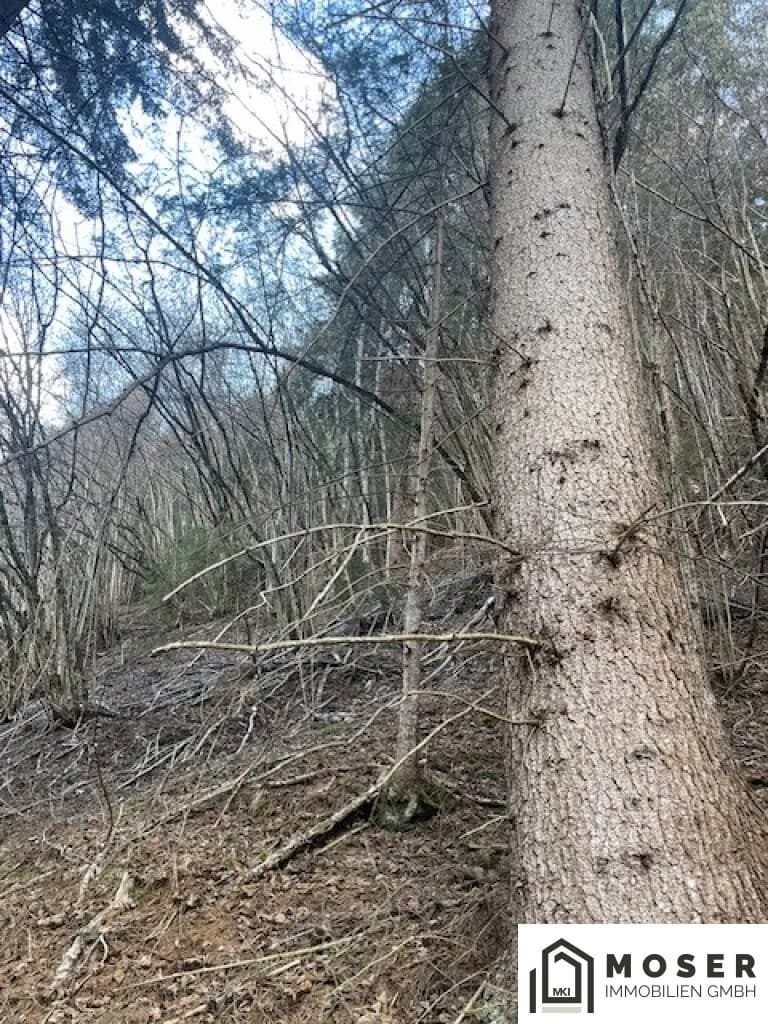Immobilie kaufen in Murau – Bild 7 von 18