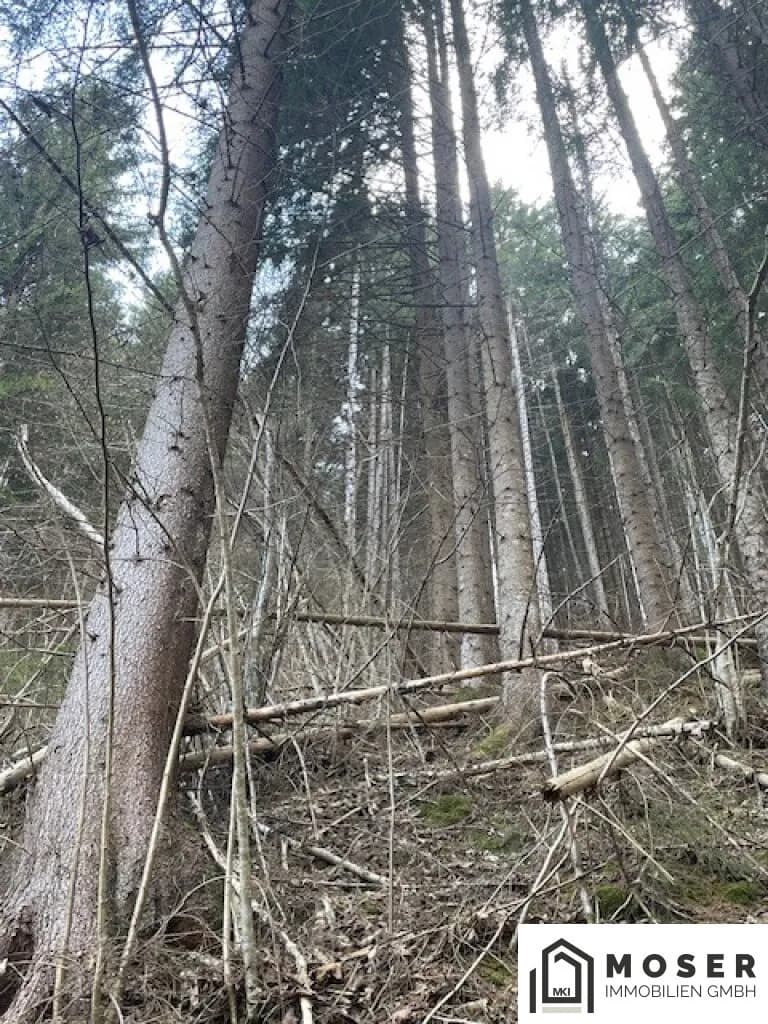 Immobilie kaufen in Murau – Bild 8 von 18