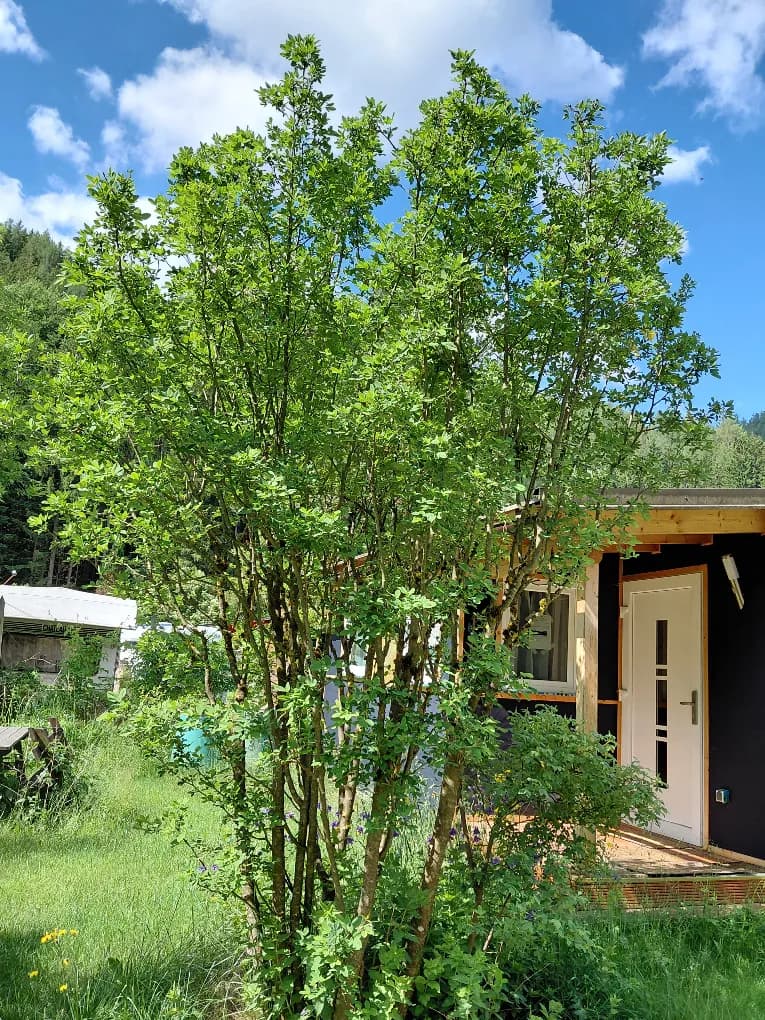 Immobilie kaufen in Lilienfeld – 26 m², € 7.900 – Bild 4 von 39