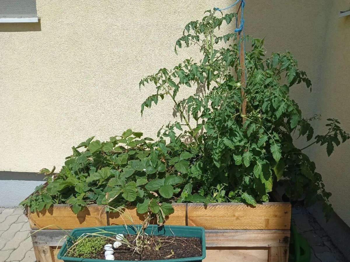 2-Zimmer-Wohnung mieten in Eisenstadt – 60 m², € 720 – Bild 14 von 14