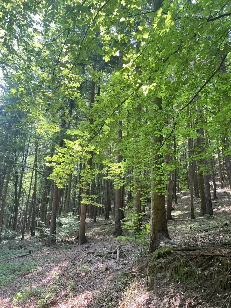 Immobilie kaufen in Graz – 500 m² – Bild 3 von 23