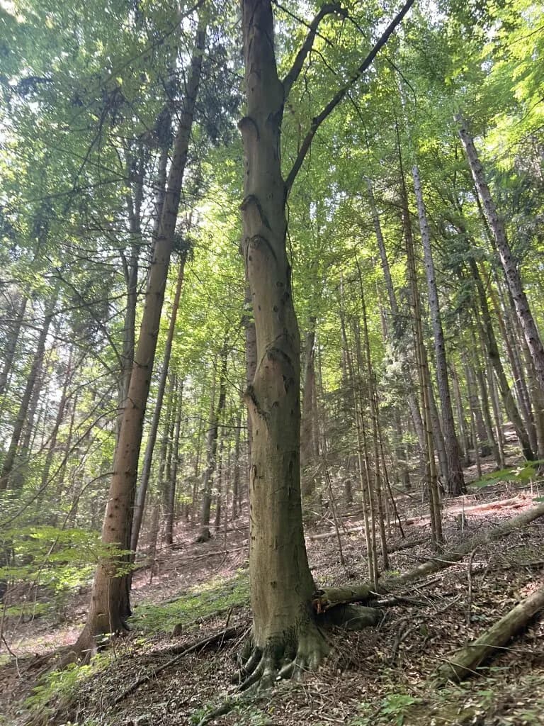 Immobilie kaufen in Graz – 500 m² – Bild 7 von 23