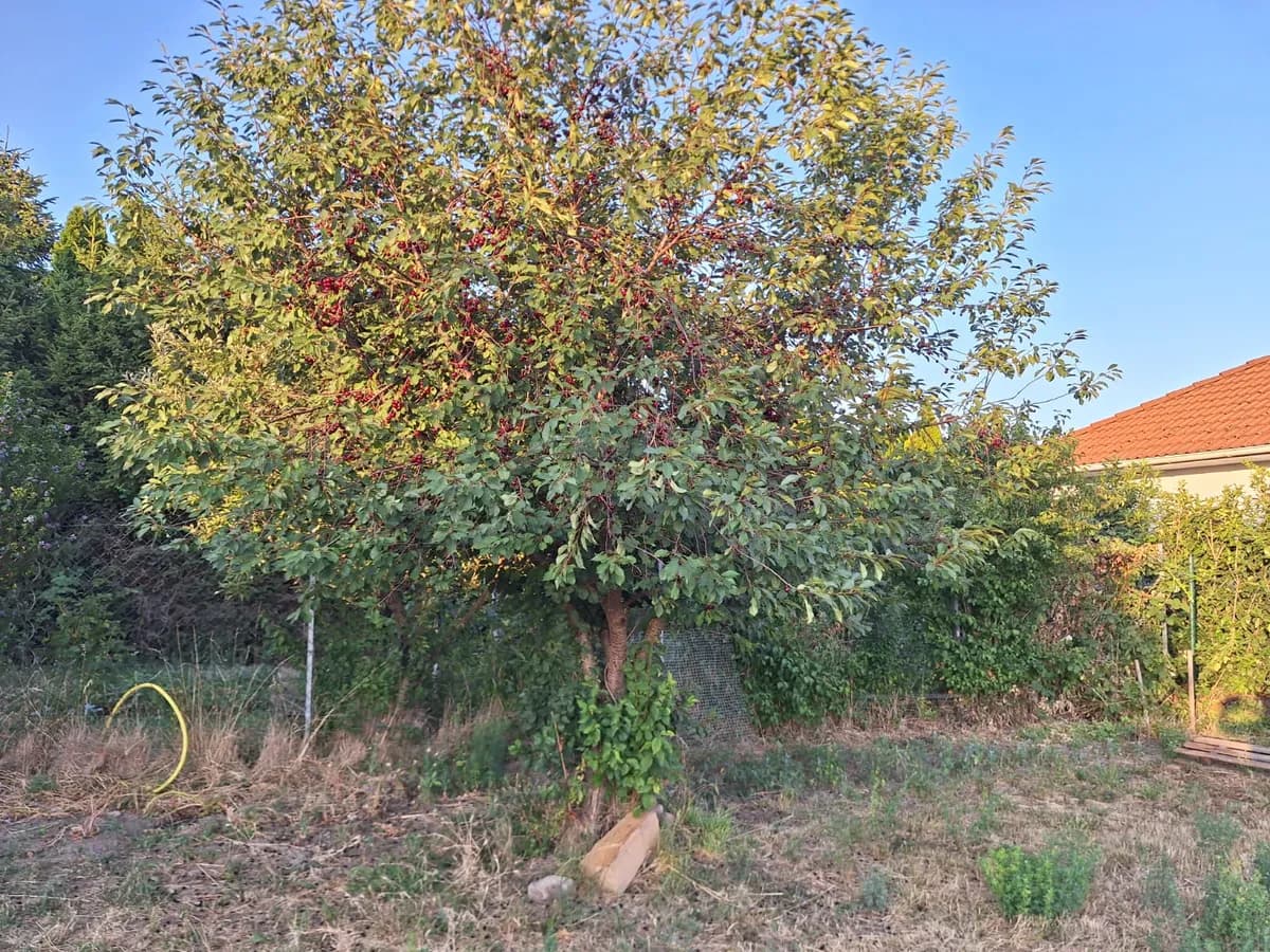 Grundstück kaufen in Wiener Neustadt Land – 792 m², € 260.000 – Bild 7 von 13
