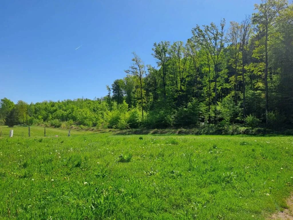 Grundstück kaufen in Südoststeiermark – 1 000 m² – Bild 6 von 8