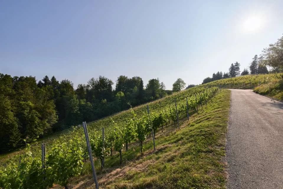 Immobilie kaufen in Leibnitz – 169 000 m² – Bild 4 von 15