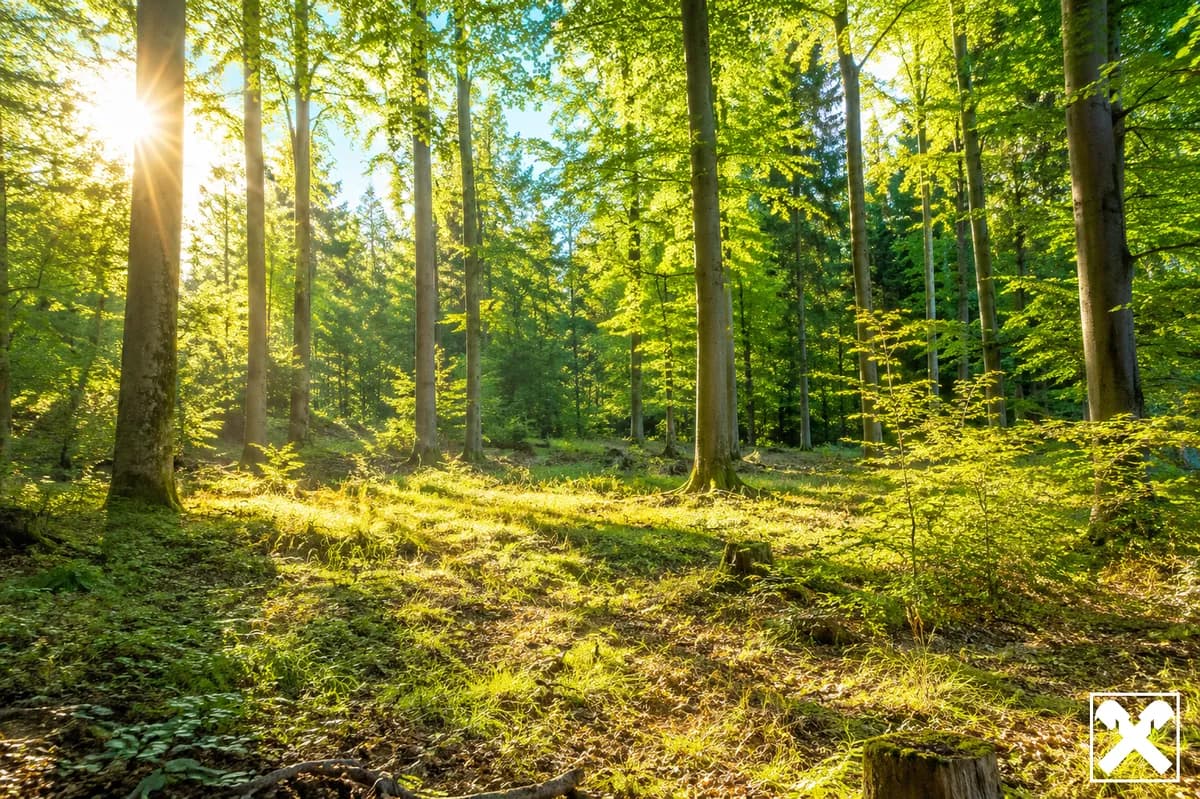 Grundstück kaufen in Sankt Pölten Land – 27 621 m², € 80.000