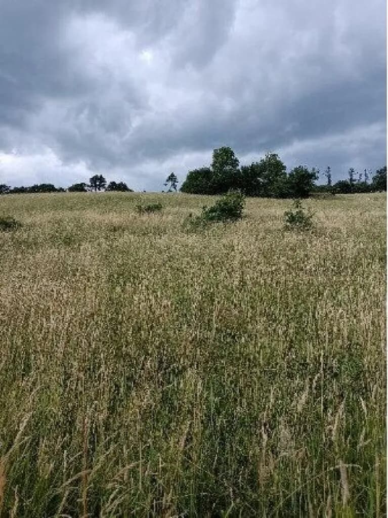 Grundstück kaufen in Sankt Pölten Land – 10 008 m², € 450.000 – Bild 7 von 16