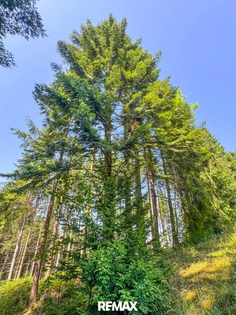 Immobilie kaufen in Gmunden – 13 335 m², € 130.000