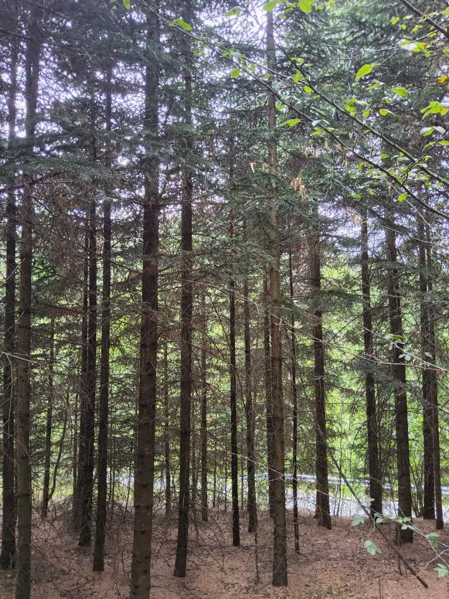 Grundstück kaufen in Melk – 8 652 m², € 16.000 – Bild 3 von 5