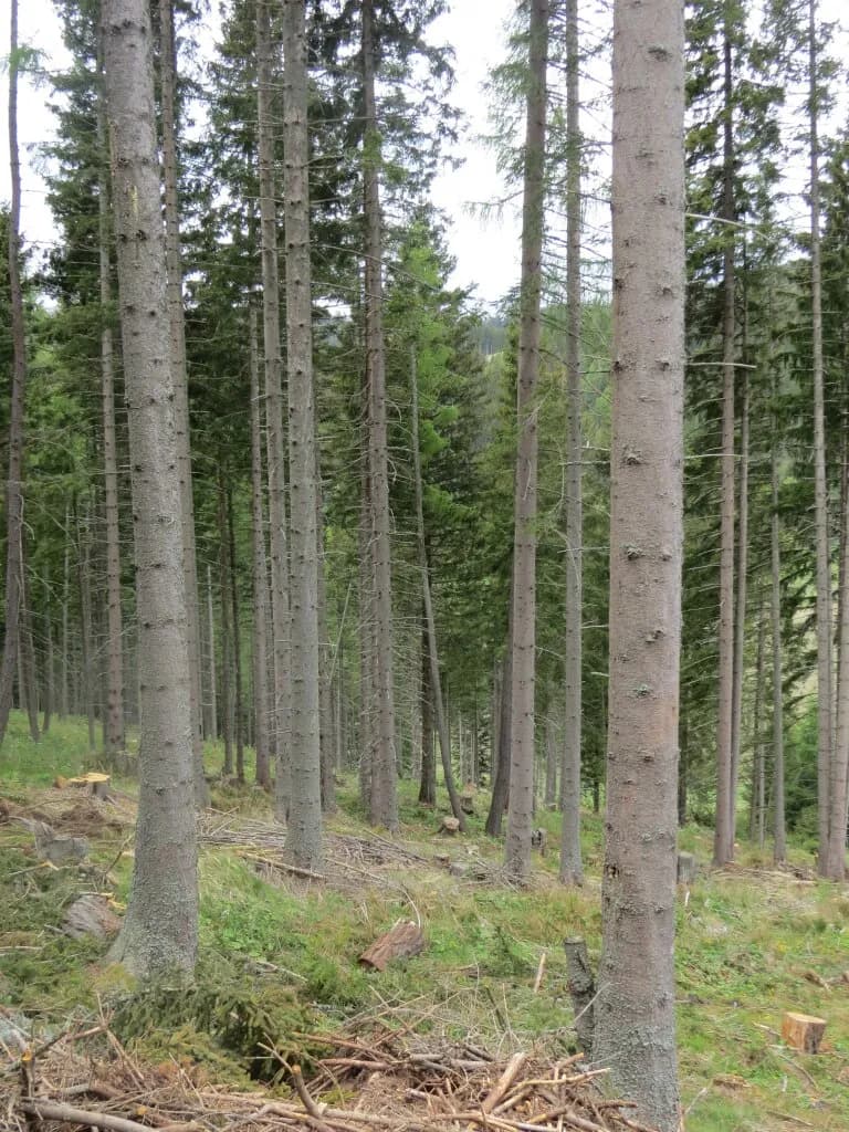 Immobilie kaufen in Murtal – 49 358 m² – Bild 1 von 3