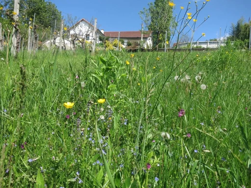 6-Zimmer-Haus kaufen in Güssing – 160 m², € 459.000