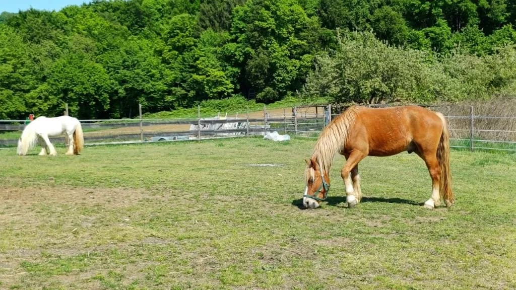 6-Zimmer-Gewerbeimmobilie kaufen in Jennersdorf – 172 m², € 559.000 – Bild 11 von 47