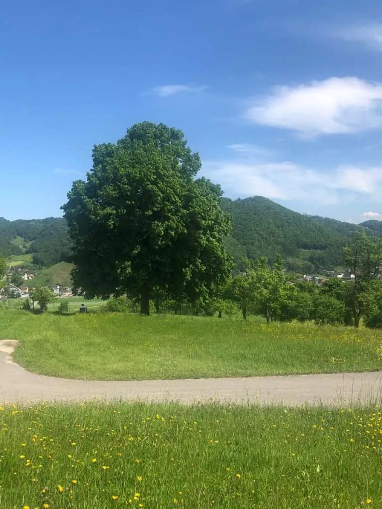 Immobilie kaufen in Steyr-Land – 400 m², € 5.000.000 – Bild 4 von 27