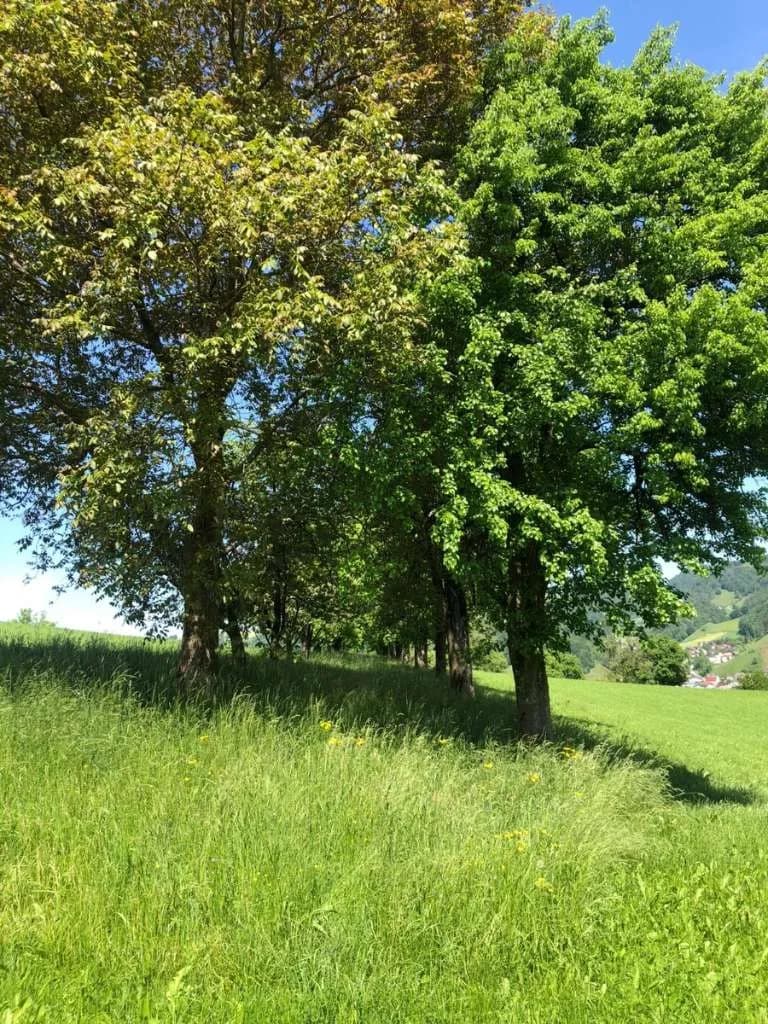 Immobilie kaufen in Steyr-Land – 400 m², € 5.000.000 – Bild 7 von 27