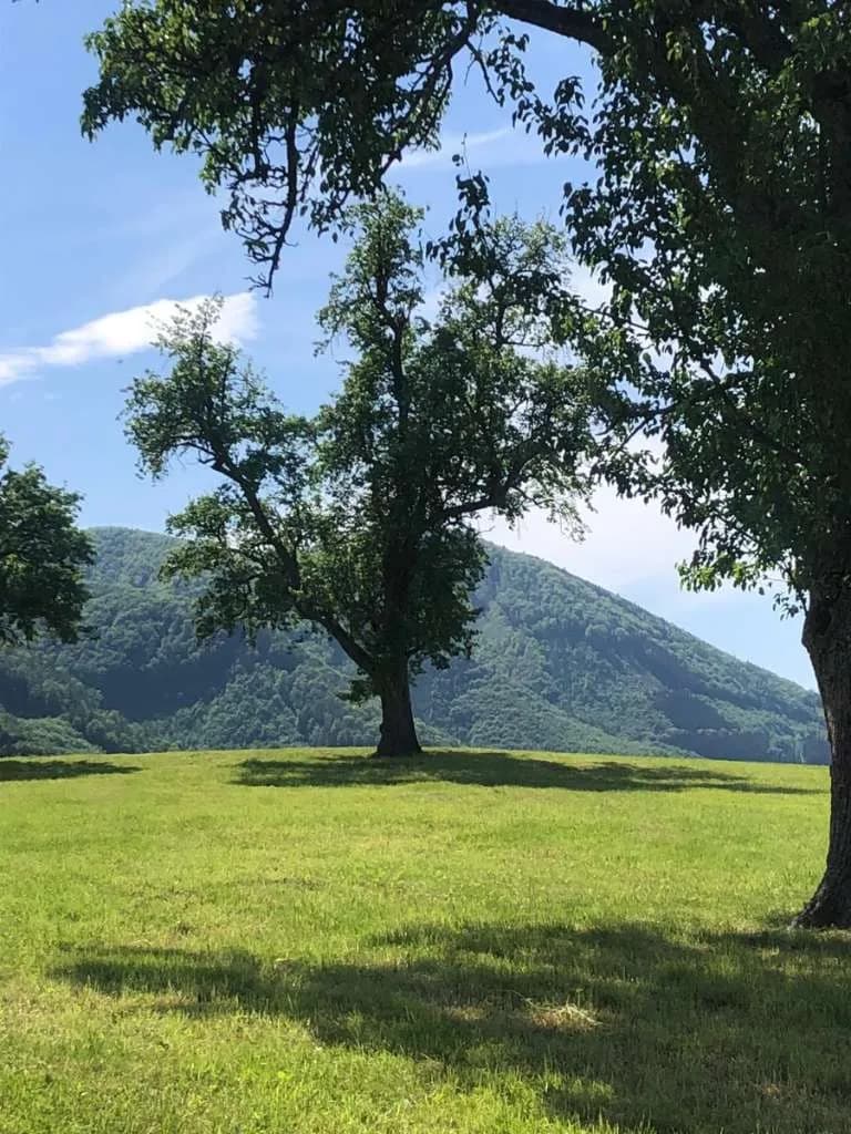 Immobilie kaufen in Steyr-Land – 400 m², € 5.000.000 – Bild 8 von 27