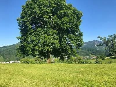 Immobilie kaufen in Steyr-Land – 400 m², € 5.000.000 – Bild 26 von 27