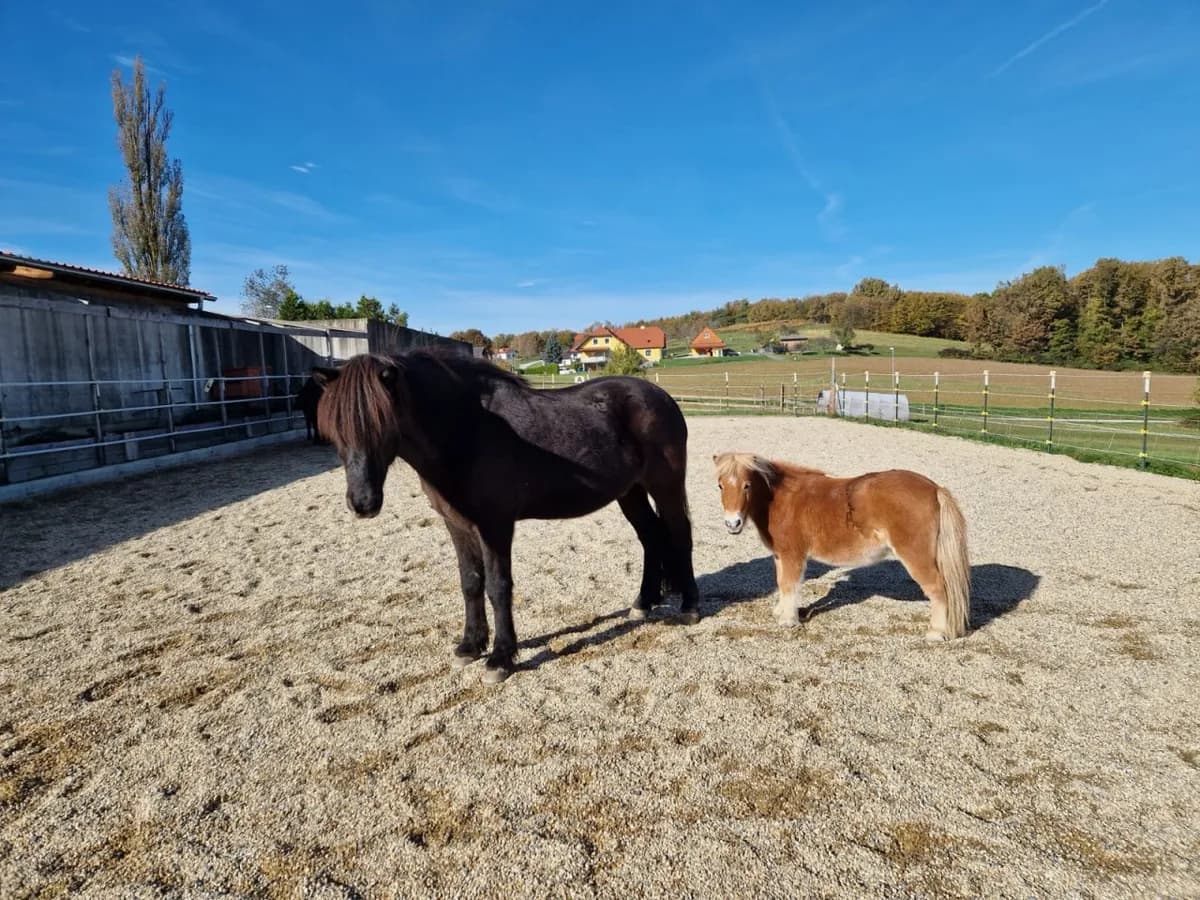 Immobilie kaufen in Güssing – 6 096 m², € 395.000 – Bild 10 von 14