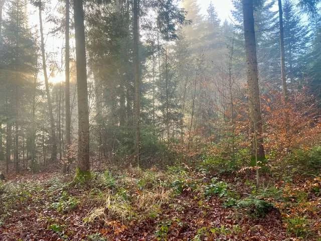 Grundstück kaufen in Deutschlandsberg – 3 433 m², € 280.000 – Bild 6 von 8