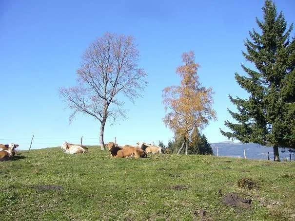 3-Zimmer-Wohnung mieten in Wolfsberg – 82 m², € 536 – Bild 6 von 30