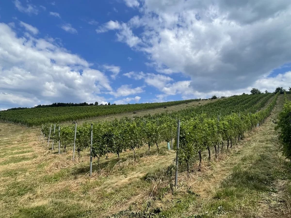 Grundstück kaufen in Hartberg-Fürstenfeld – 101 622 m², € 698.000 – Bild 15 von 17