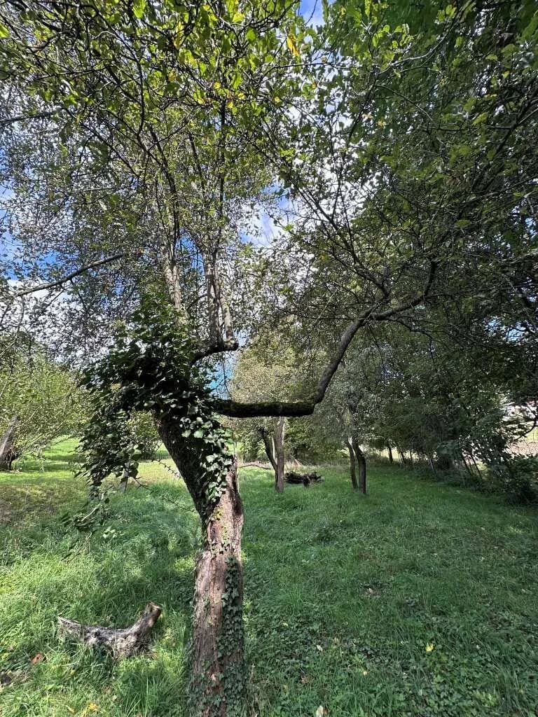 Grundstück kaufen in Korneuburg – 2 500 m², € 810.000 – Bild 9 von 9