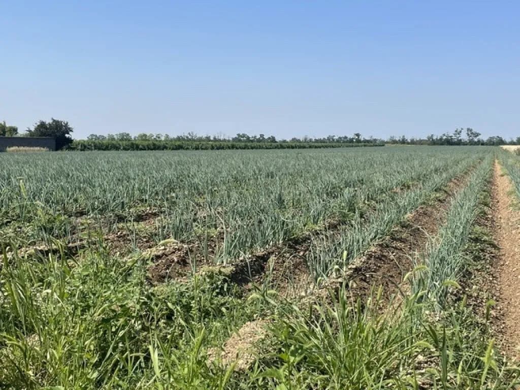 Grundstück kaufen in Neusiedl am See – 2 000 m², € 69