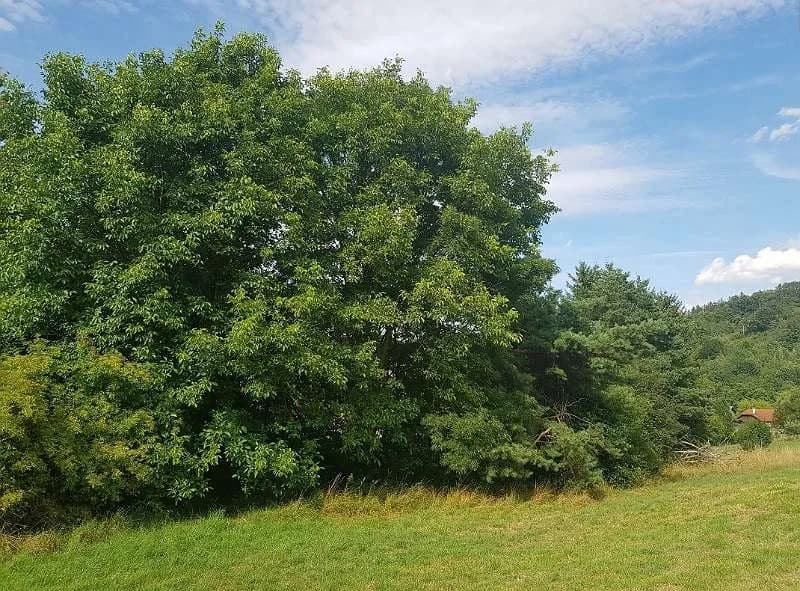 Grundstück kaufen in Mödling – 2 060 m², € 28.990 – Bild 3 von 13