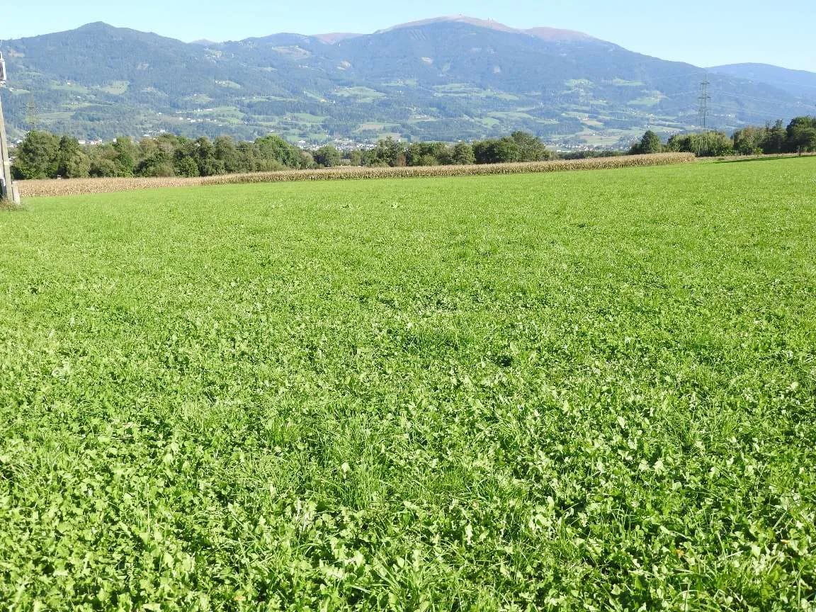 Grundstück kaufen in Wolfsberg – 101 685 m² – Bild 3 von 4