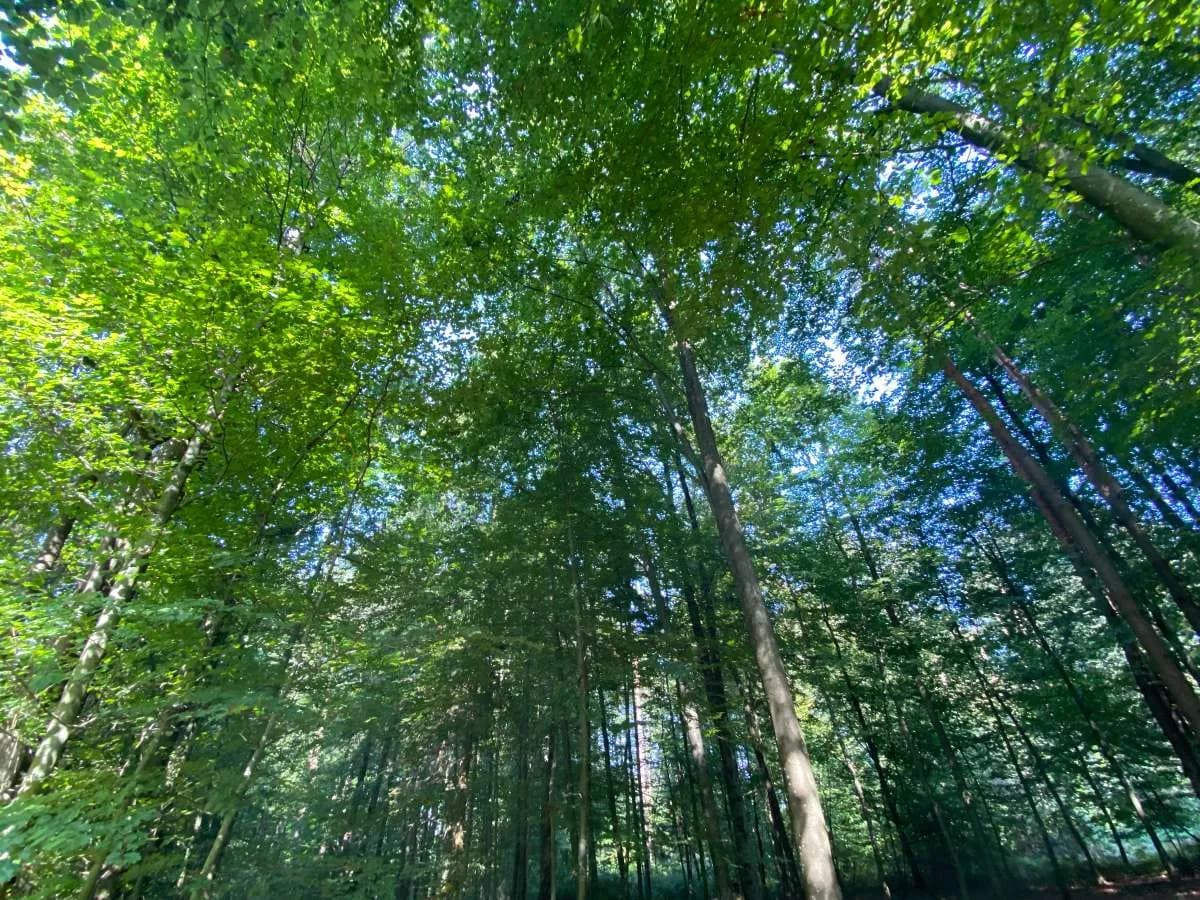 Immobilie kaufen in Südoststeiermark – 5 265 m²